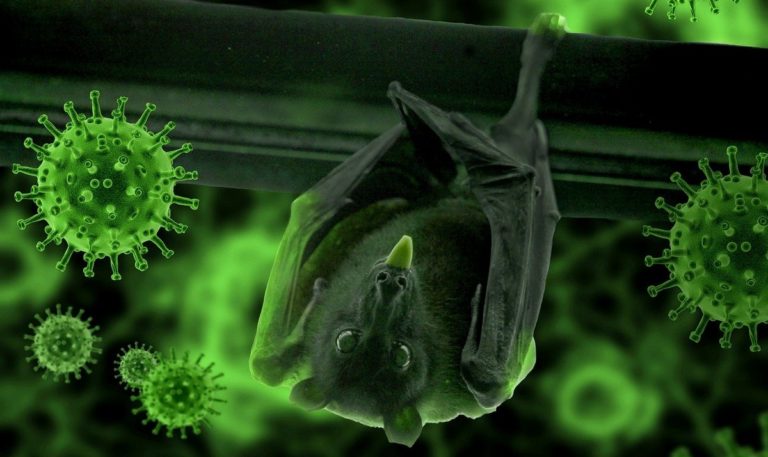 Rubivirus e salto di specie
